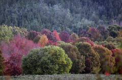Apple Orchard autumn - Jan Glover