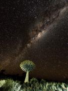 Astro HKogekar Milkyway over Quiver tree - ... ...