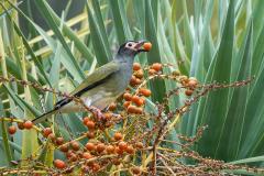 Australasian Figbird - Carol Abbott
