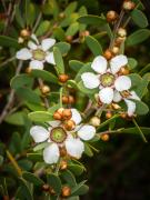 Australian Myrtle - Xuan Nguyen