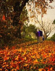 Autumn - Hemant Kogekar