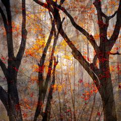 Autumn - Hemant Kogekar