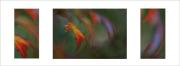 Autumn - ... ...