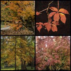 Autumn Colours - Ray Seaver