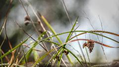 Autumn Dewdrops - Steve Mullarkey