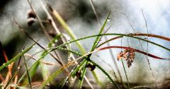 Autumn Dewdrops - Steve Mullarkey