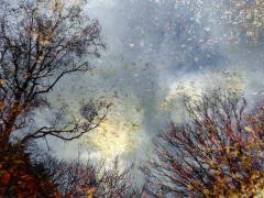 Autumn Impression - Dawn Zandstra