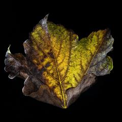 Autumn Jewel - Fran Brew
