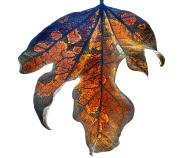 Autumn Leaf - Fran Brew