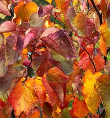 Autumn_Medley - Louise Scambler