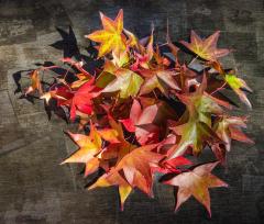 Autumn Nostalgia - Judith Bennett
