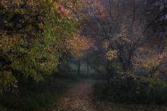 Autumn Path - Fran Brew