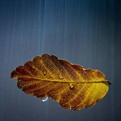 Autumn Rain - Rod Lowe