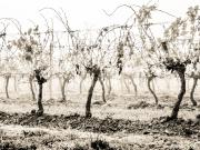 Vines in the Mist - Judy Warburton