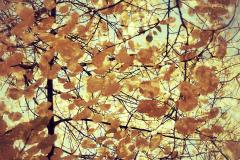 Autumn abstract - Jan Glover