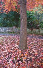 Autumn carpet - Robyn Miller