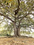 Autumn in Summer 20260223 114544 - Carol Abbott