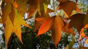 Autumn leaves - ... ...