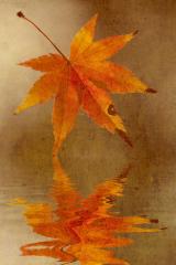 Autumn memory - Maureen Rogers