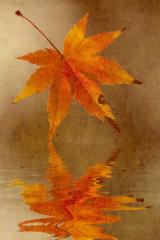 Autumn memory - Maureen Rogers
