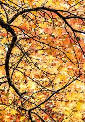 Autumn Silhouette - Gail MacDiarmid