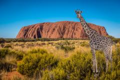 Ayers Rock. - Leigh Hall