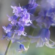 BLUE BELLS - Jennifer Gordon