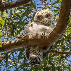Baby Powerful Owl - Judith Bennett