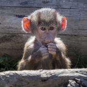Baby baboon - Heather Miles