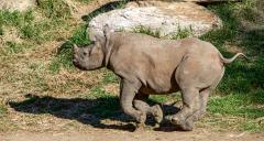 Baby rhino running - Louise Scambler