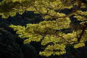 Backlit - ... ...