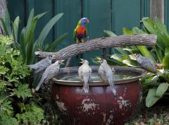 Backyard Birds - Tim Collisbird