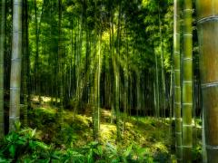 Bamboo Grove - Hemant Kogekar