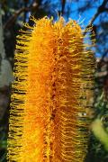 Banksia - Peter Sambell