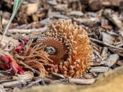 Banksia petiolaris - Heather Miles