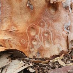 Bark Art - Bruce Wilson