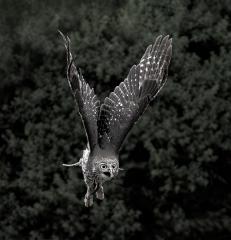 Barking Owl - Louise Scambler