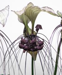 Bat_Flower - Jennifer Gordon