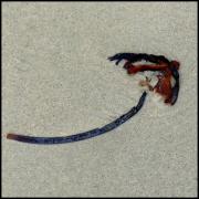 Beach Treasure - Dawn Zandstra