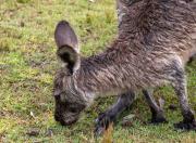 Bedraggled - Guy Machan