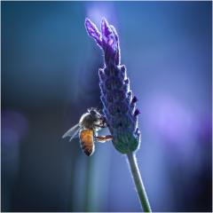 Bee - Frank shu