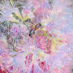Bee on Fairy Flower - Sue Lawson