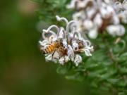 Bee on Grevillea buxifolia - Heather Miles