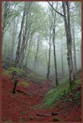 Beech-Forest-in-Croatia - ... ...