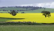 Beginning with C - Canola Fields - Margaret Frankish