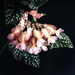 Begonia Speckled Beauty - Gail MacDiarmid