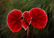 Begonia leaves J Chapman - ... ...