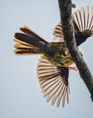 Bell-bird-landing - Janice Gursanscky