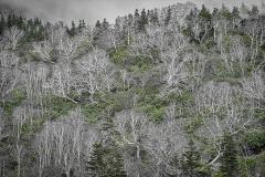 Birch Trees - Jennifer Gordon
