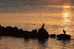 Bird_Silhouettes.jpg - Jenny Turtle